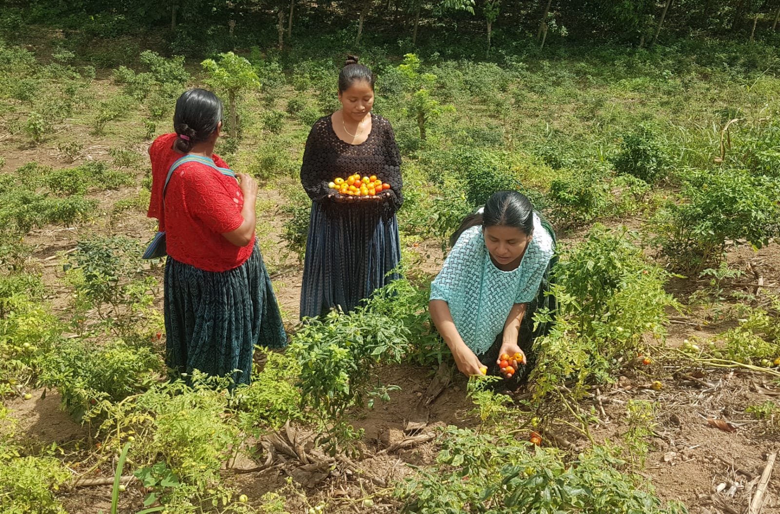  Mujeres en Baja Verapaz, cosechan sus chiles criollos. Crédito: UVOC 